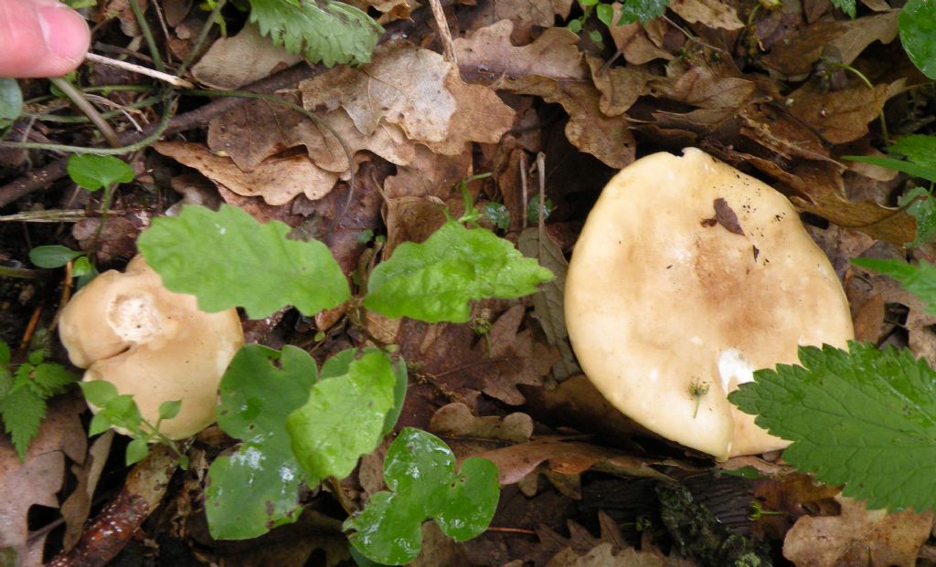 Ci (ri)provo: Tricholoma sp?